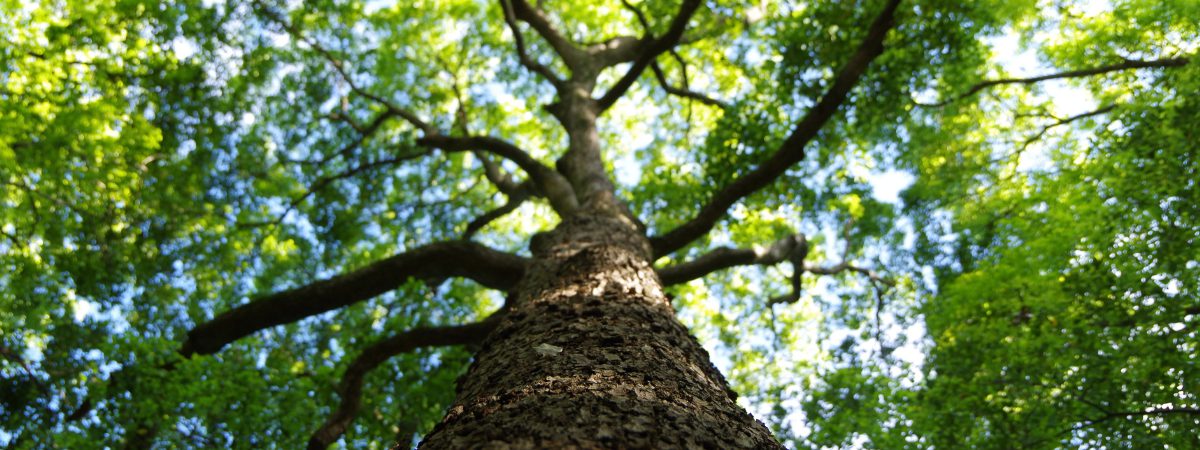 traag en winstgevend groeien